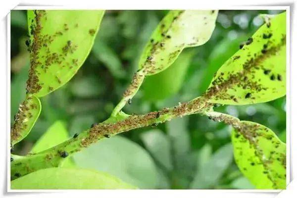 果树蚜虫一旦暴发危害极大,防治措施学起来!