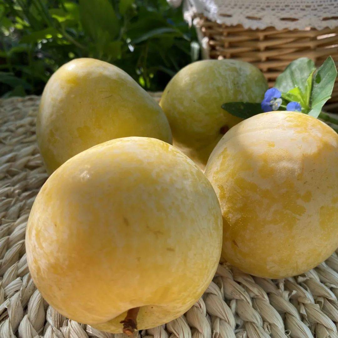 产地食材 ▎甜爽鲜脆的黄金奈李,千米高山种植,让味蕾享受自然的味道