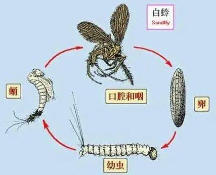 竟是它在作怪……_黑热病_白蛉_传播