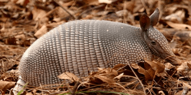 九带犰狳(dasypus novemcinctus) :七带犰狳 (dasypus septemcinctus)