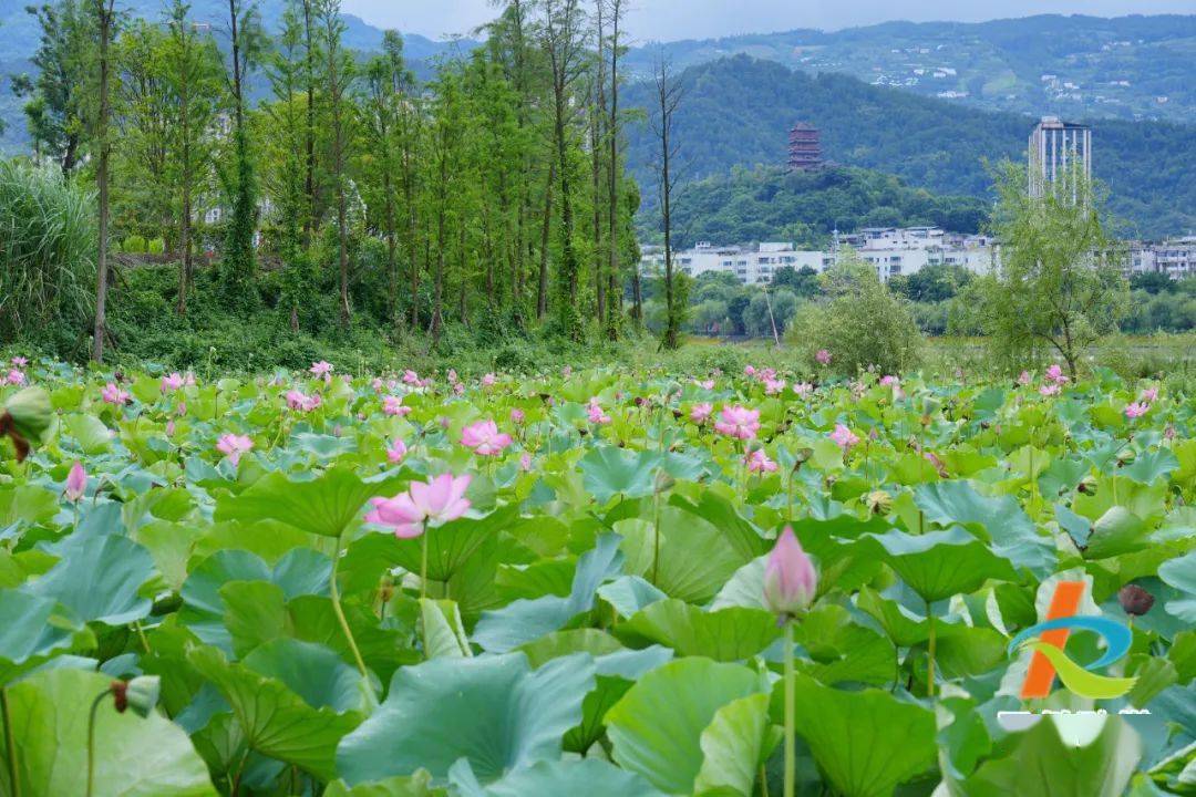 夏日汉丰湖 水清岸绿 风景如画