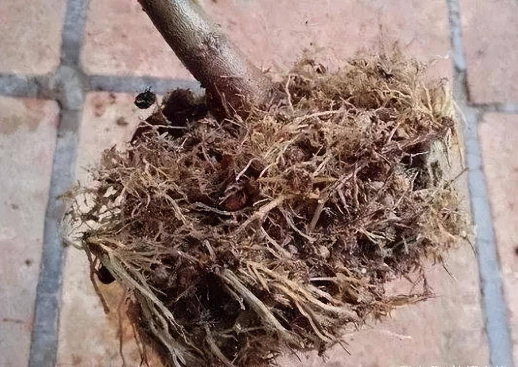 夏天桂花容易叶子焦尖?真正的原因在这里_根系_叶片_茶花