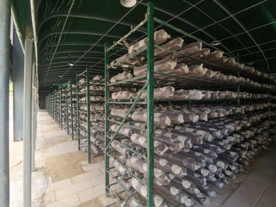 杉洋镇光伏食用菌种植园区内拥有分拣展示间,保鲜冷藏库,电力烘干厂等