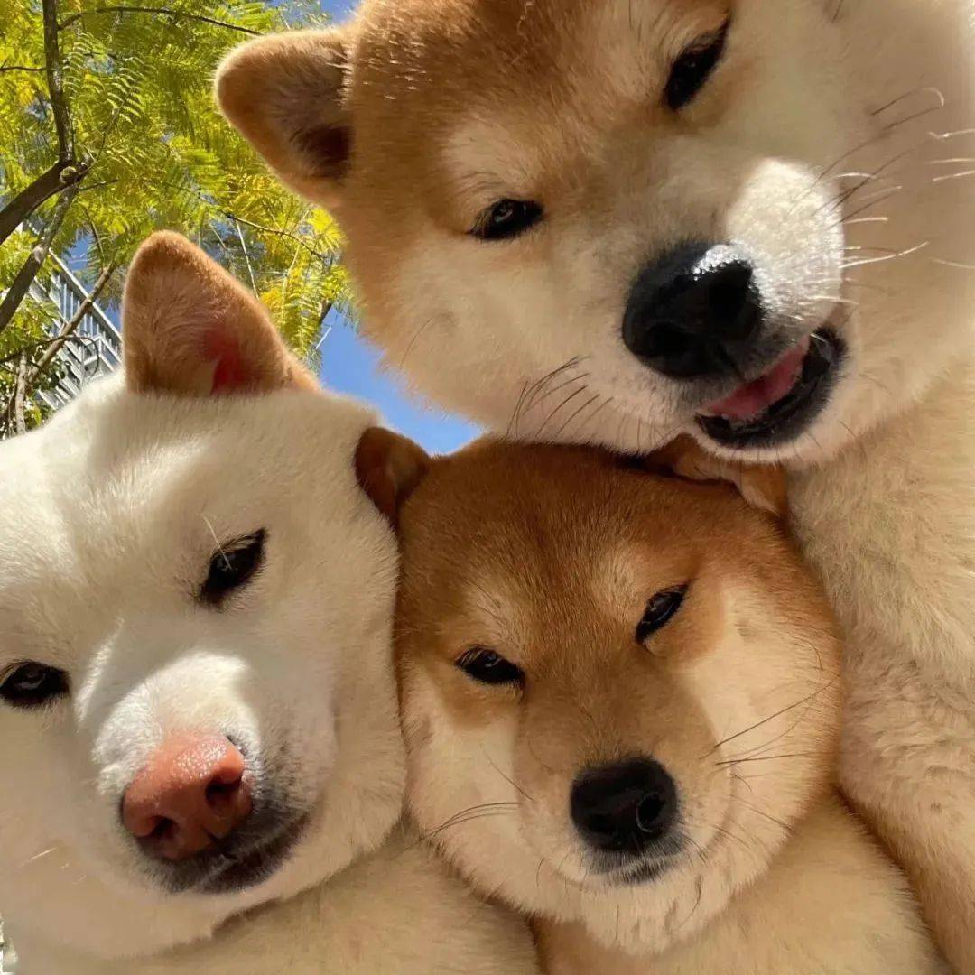 头像| 这组363436373039高级感头像太酷了