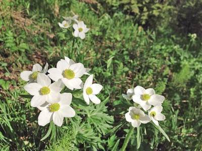 【认识草原野生植物 爱护自然】长毛银莲花_植株_枯叶_须根