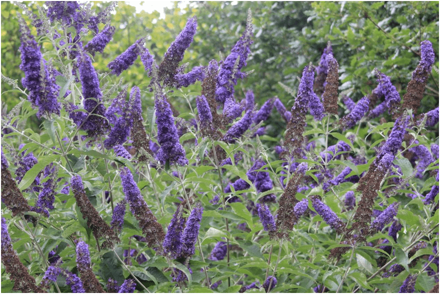 的花季,花境中装点着各式草木,想必此时最耀眼的当属醉鱼草这种小灌木