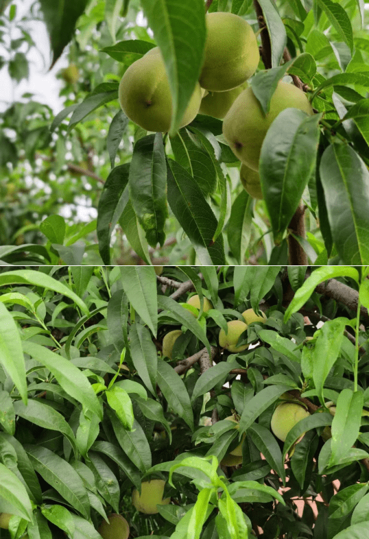 每日一图:朔城区敬德实验中学校园桃李满园硕果累累_王晓菲_赵义富