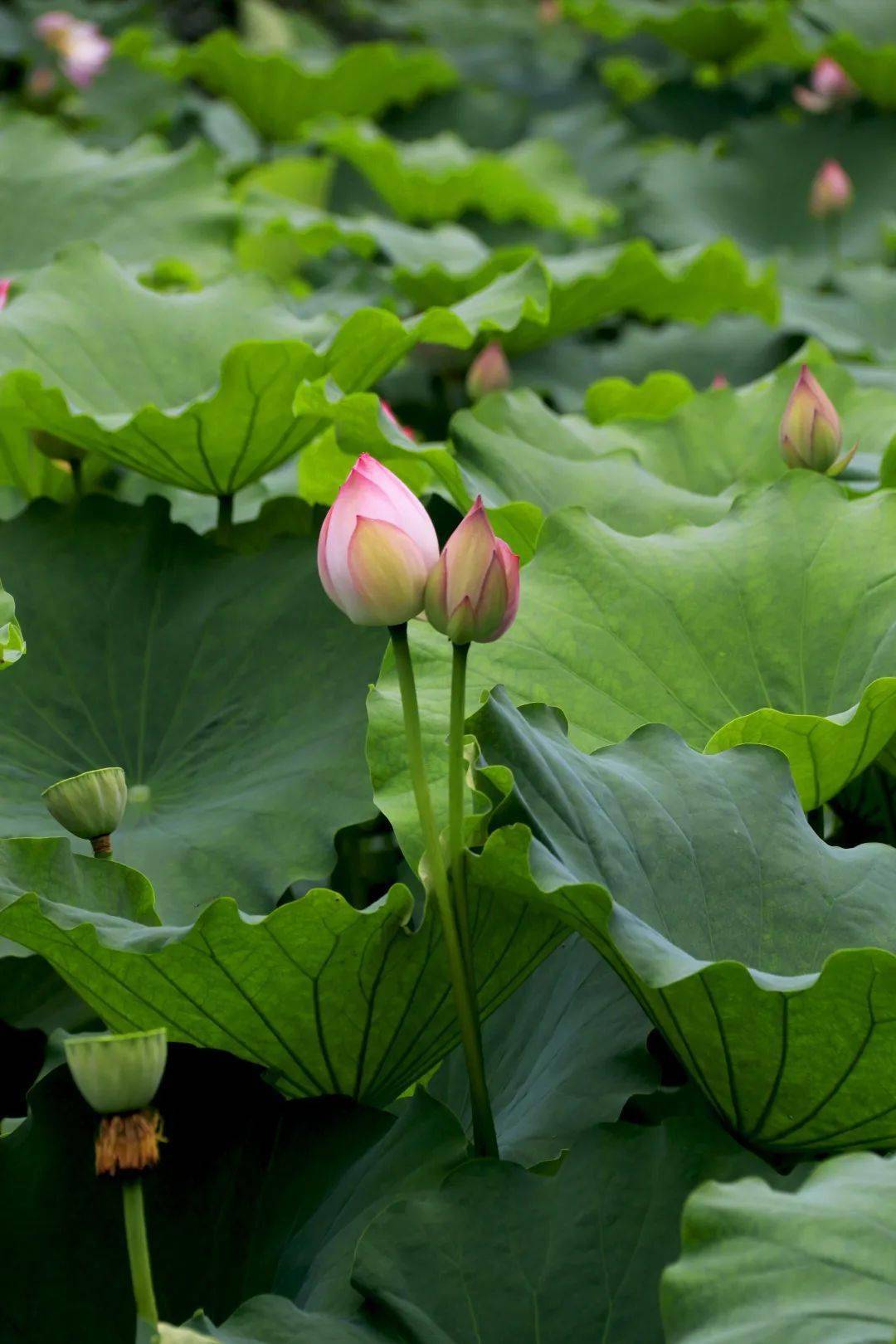 收好这份最全上海赏荷指南,一起来捕捉上海盛夏的足迹吧_荷花_公园
