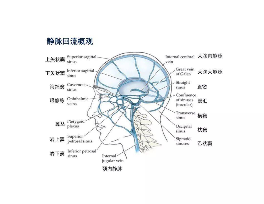 头颅静脉窦解剖图图片