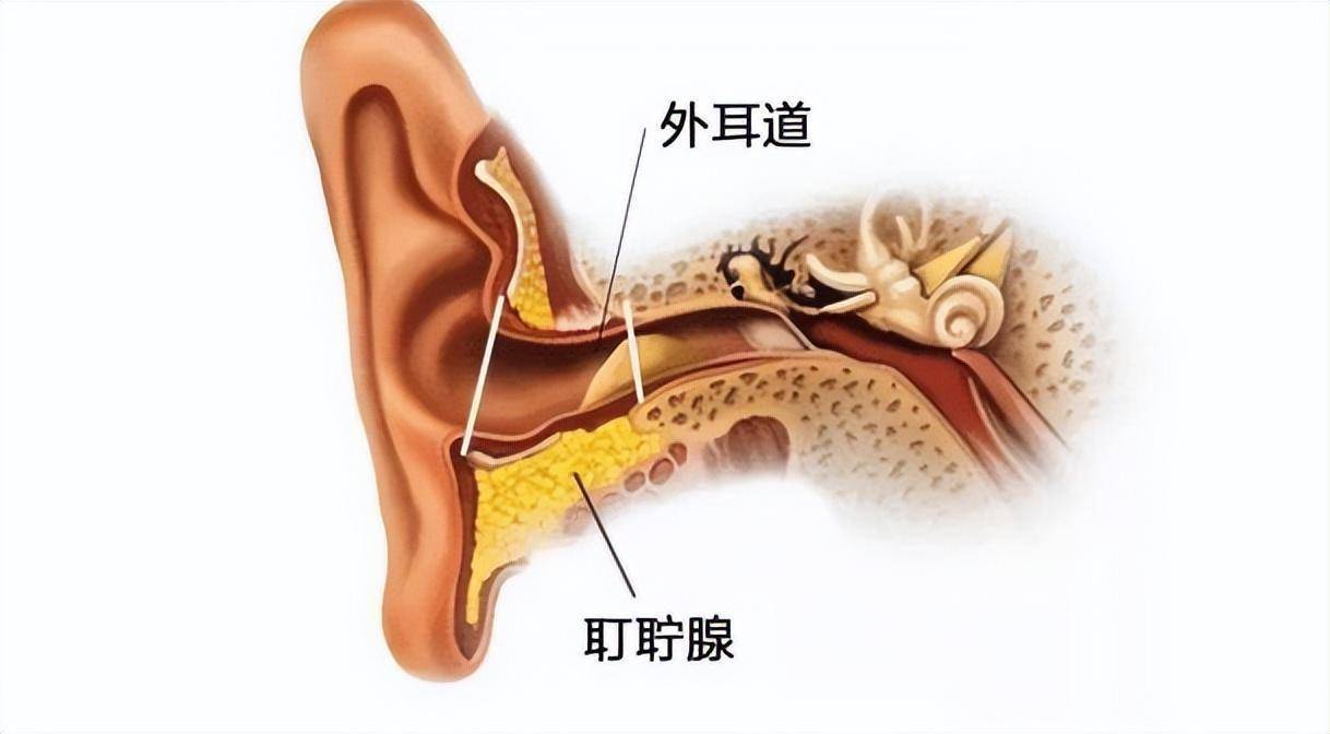 外耳道是一个长度2.5-3.