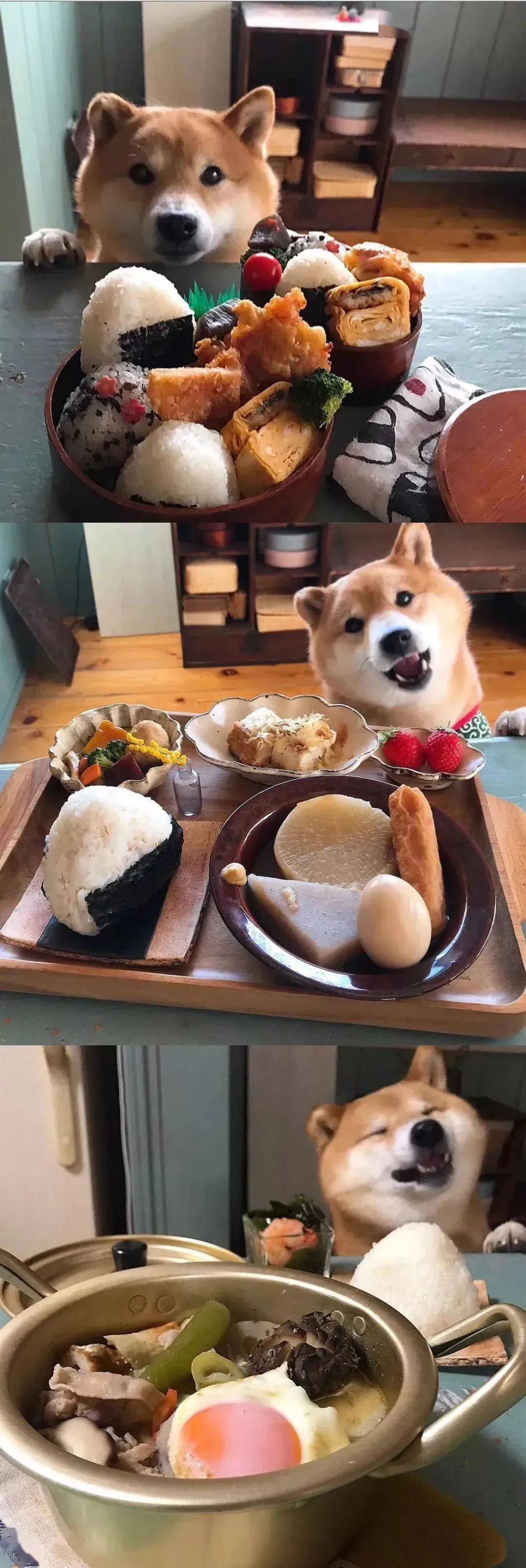 柴犬可以干嘛?可以陪你吃饭!