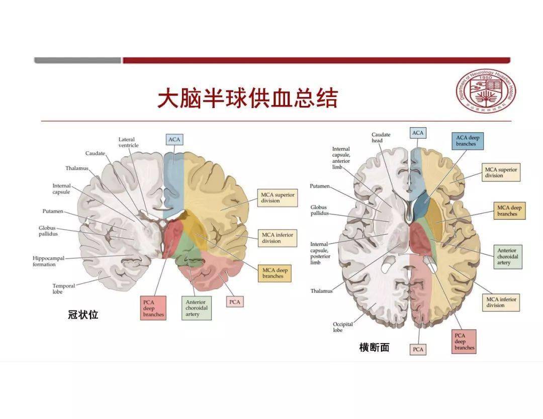 小脑蚓部血供图片