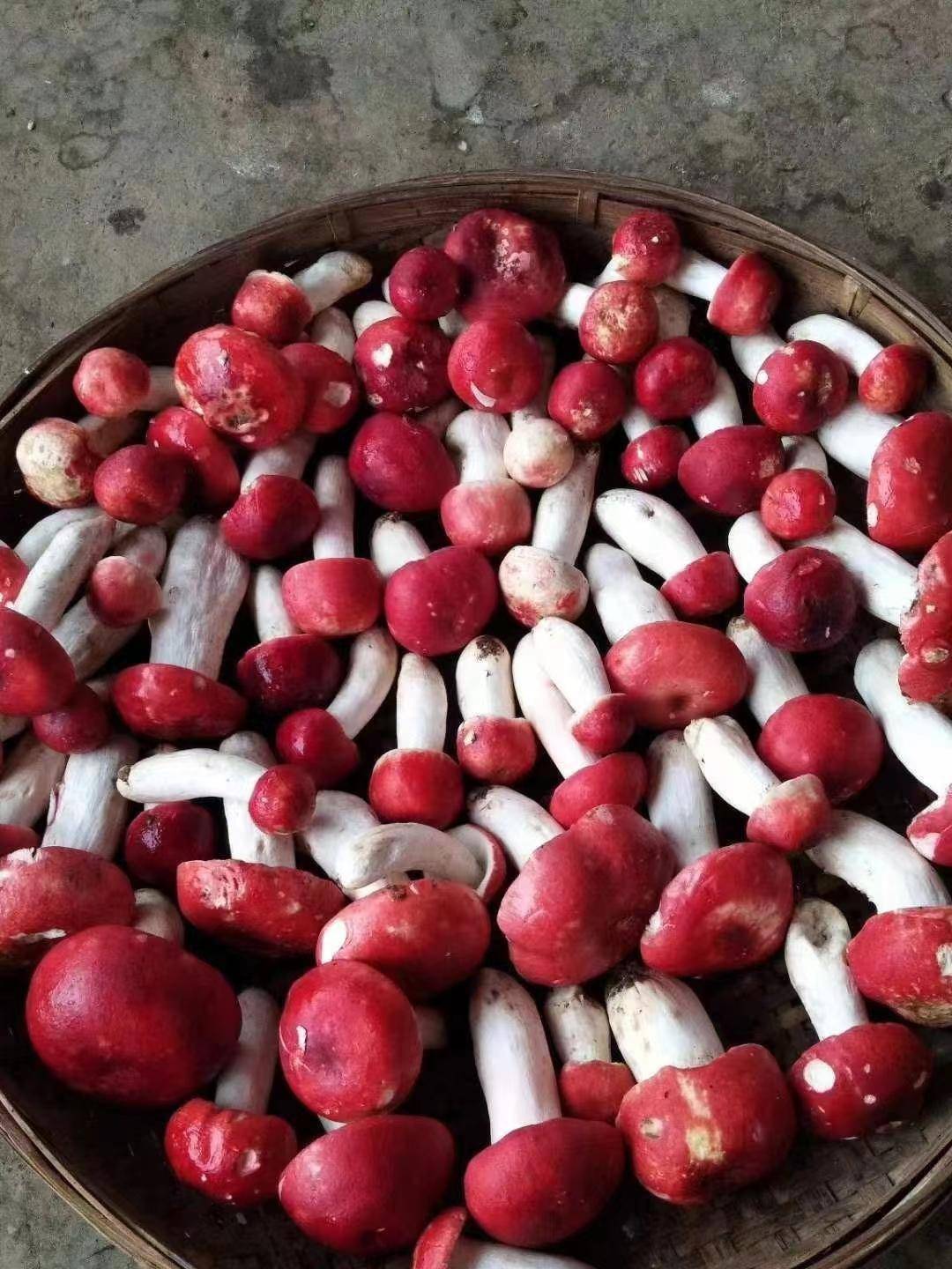 有一种叫云南的生活|南华兔街"香菇之王"大红菌破土