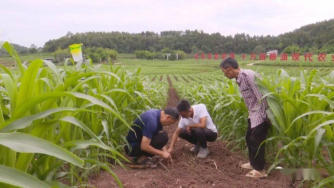 吴功斌:扎根基层一线 带动村民增收致富_高坡村_农业_大豆