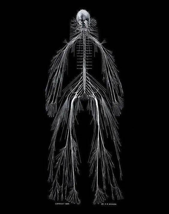 胆小慎入:把人全身的神经都抽出来,会得到什么?