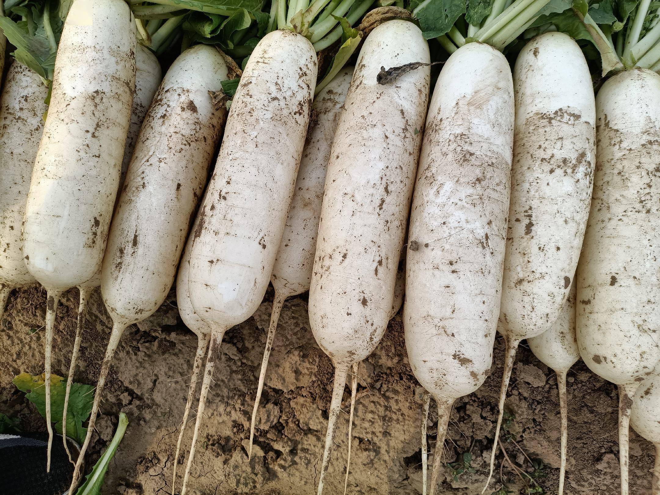 秋季专用的白萝卜品种,顺直好看,商品性好,不能错过啦!