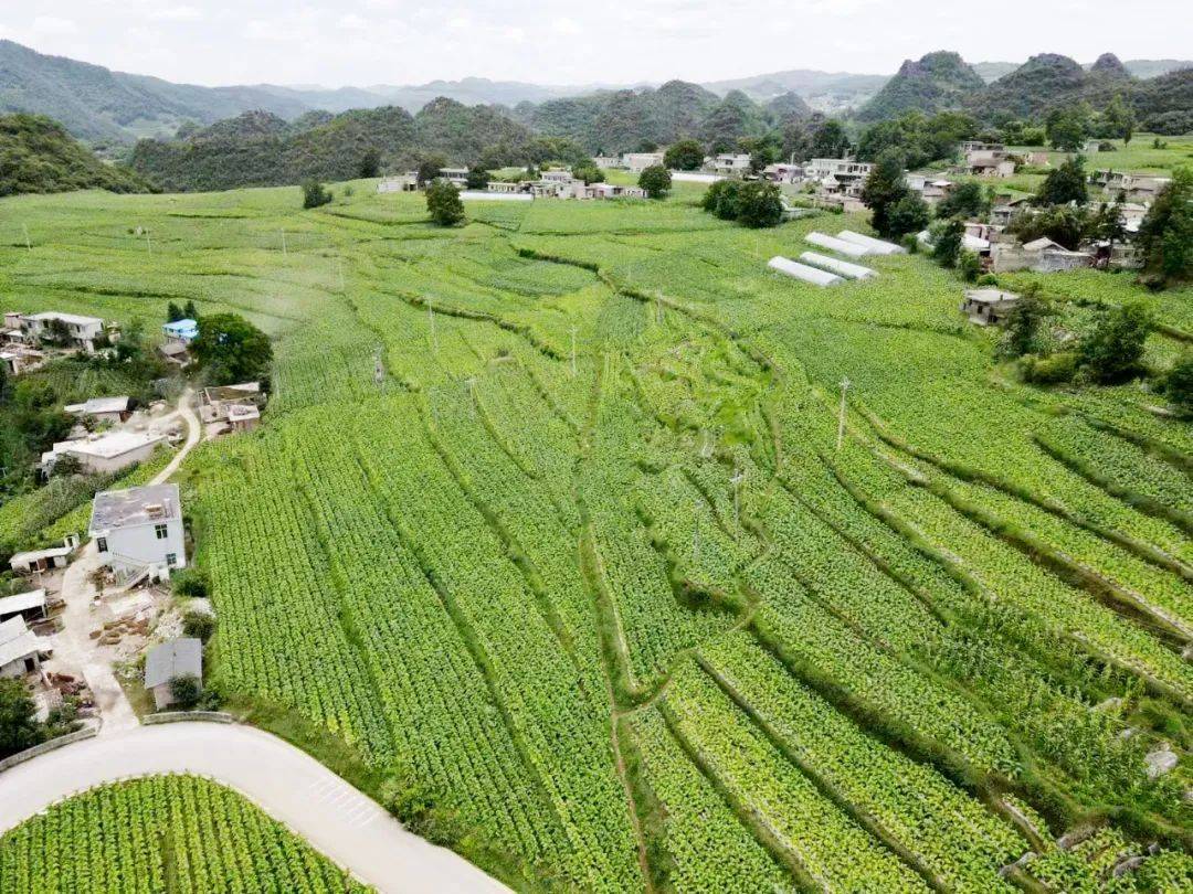 威宁自治县兔街镇:首采"黄金叶" 烟农"赶烤"忙_烤烟_种植_发展