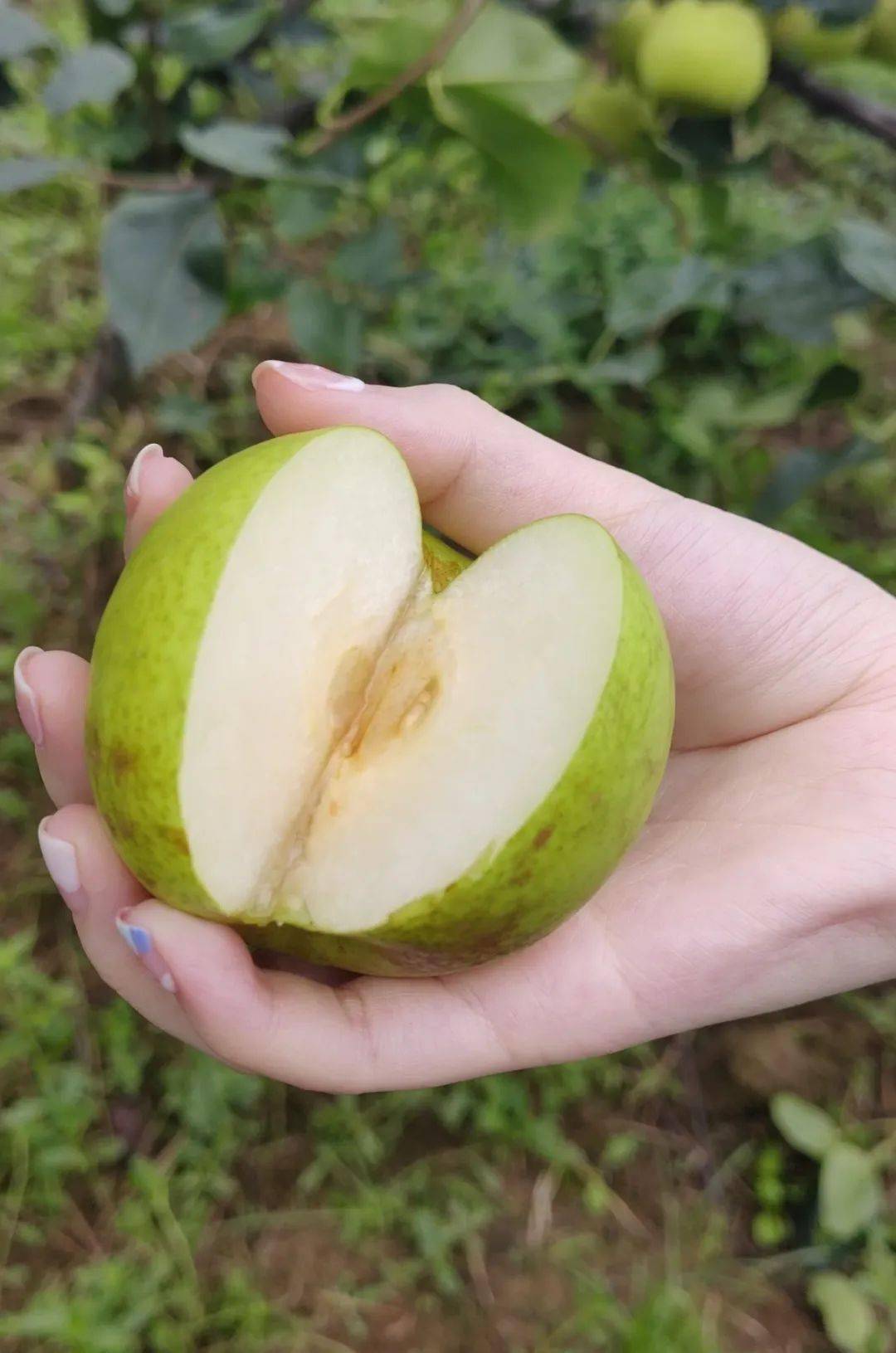 外观美丽由优良品种"西子绿"和"翠冠"结合而成又名翡翠,六月雪  梨味