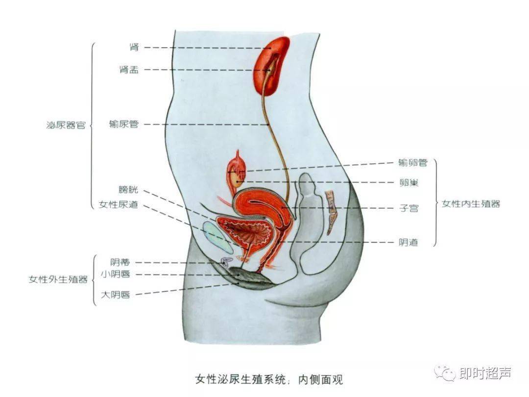 生殖系統解剖圖示註解_the_睪丸_附睪