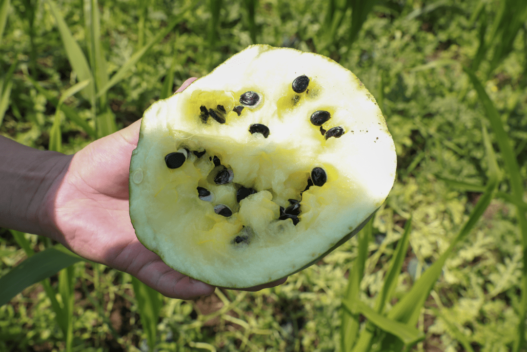 西马房打瓜快来尝鲜_种植_西瓜_新品种