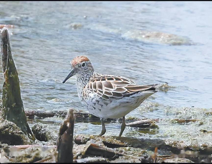 白洋淀野生鸟类增至258种_工作_保护_监测