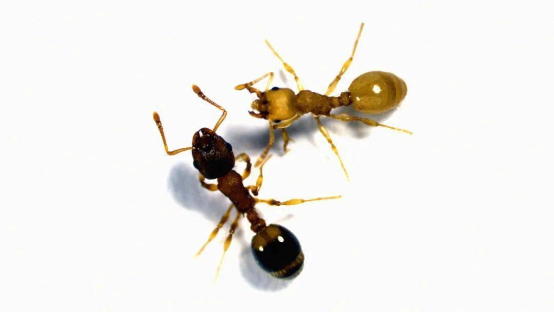 都是命啊蚂蚁壁纸图片