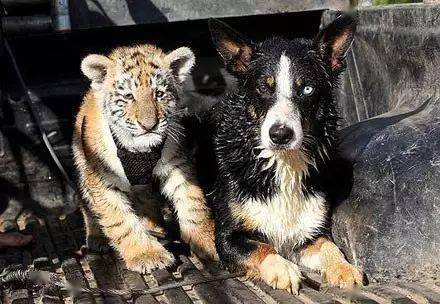 牧羊犬任劳任怨当大猫保姆，没想大猫长大却成了它最大的靠山！