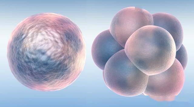 人类胚胎发育手抄报图片