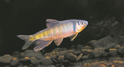 美丽中国相册 | 武夷山国家公园的稀有鱼类