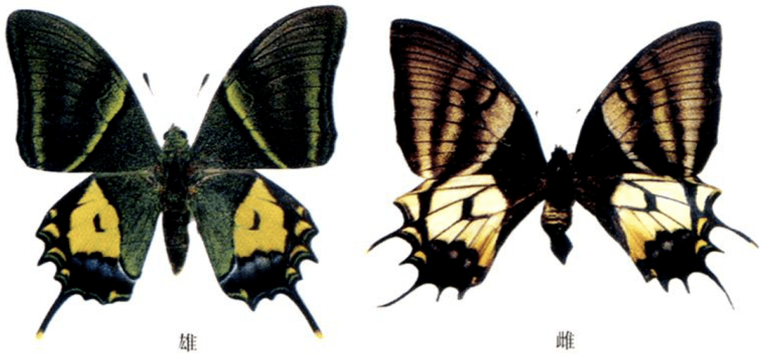 鳞翅目变态类型图片