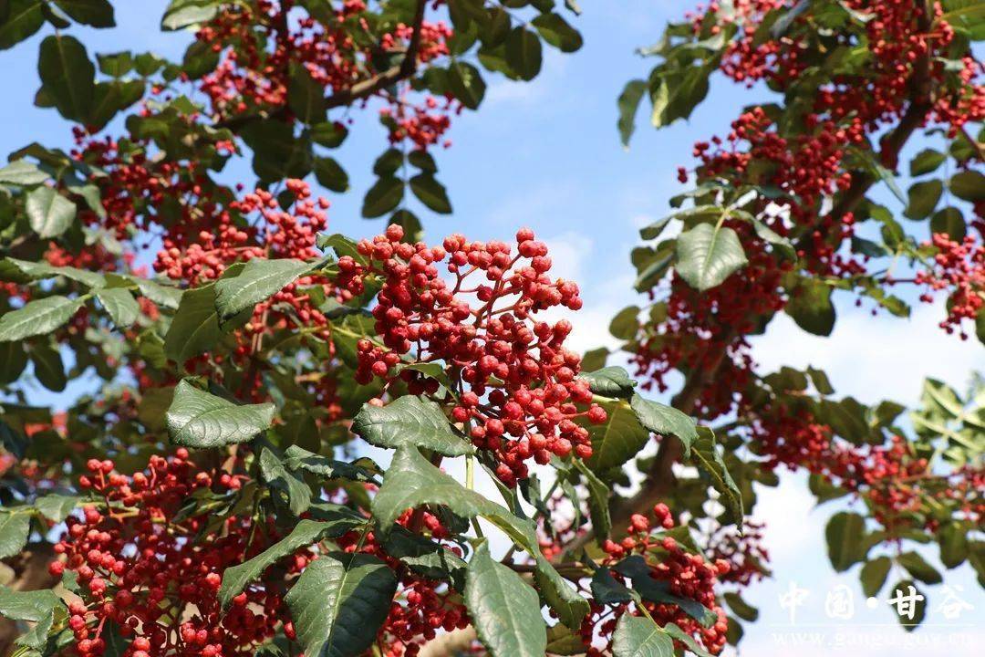 椒乡甘谷丨来文选登(一)·致富有"三宝""花椒"是一宝_苹果_辣椒_王存