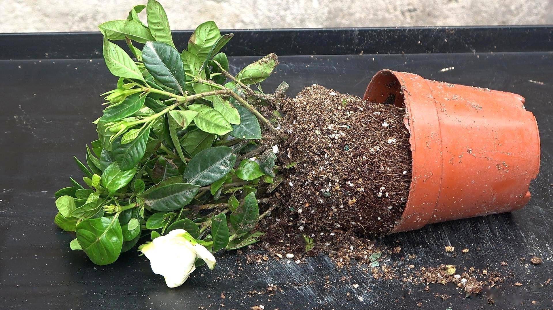栀子花几年苗能开花