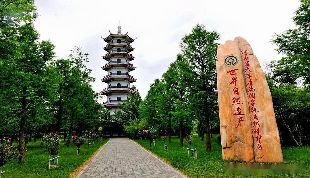 《江苏行》大丰中华麋鹿园_保护区_圈养_湿地