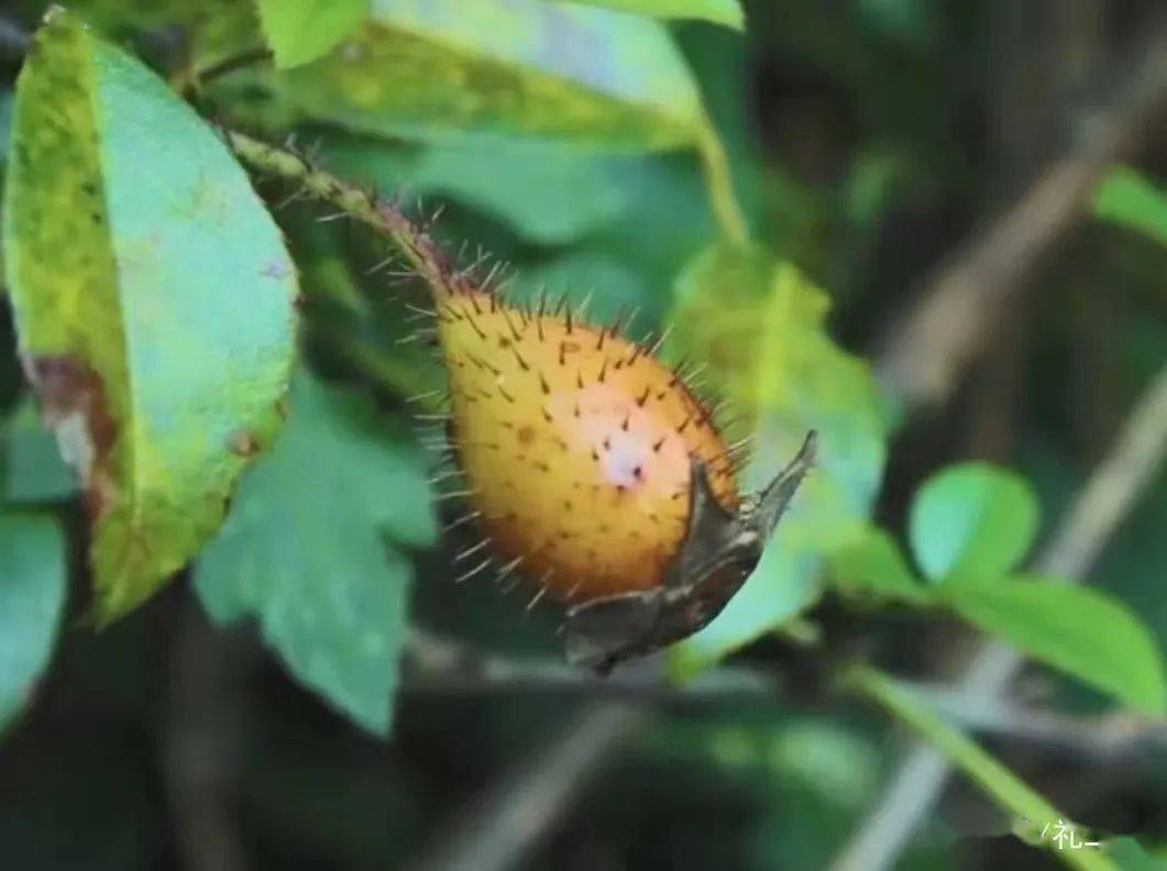 湖南山上野果图片大全图片