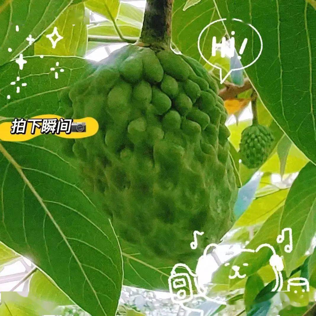 番荔枝热带花果馆还迎来了一种叫做"释迦"的"荔枝"硕果除了冰淇淋