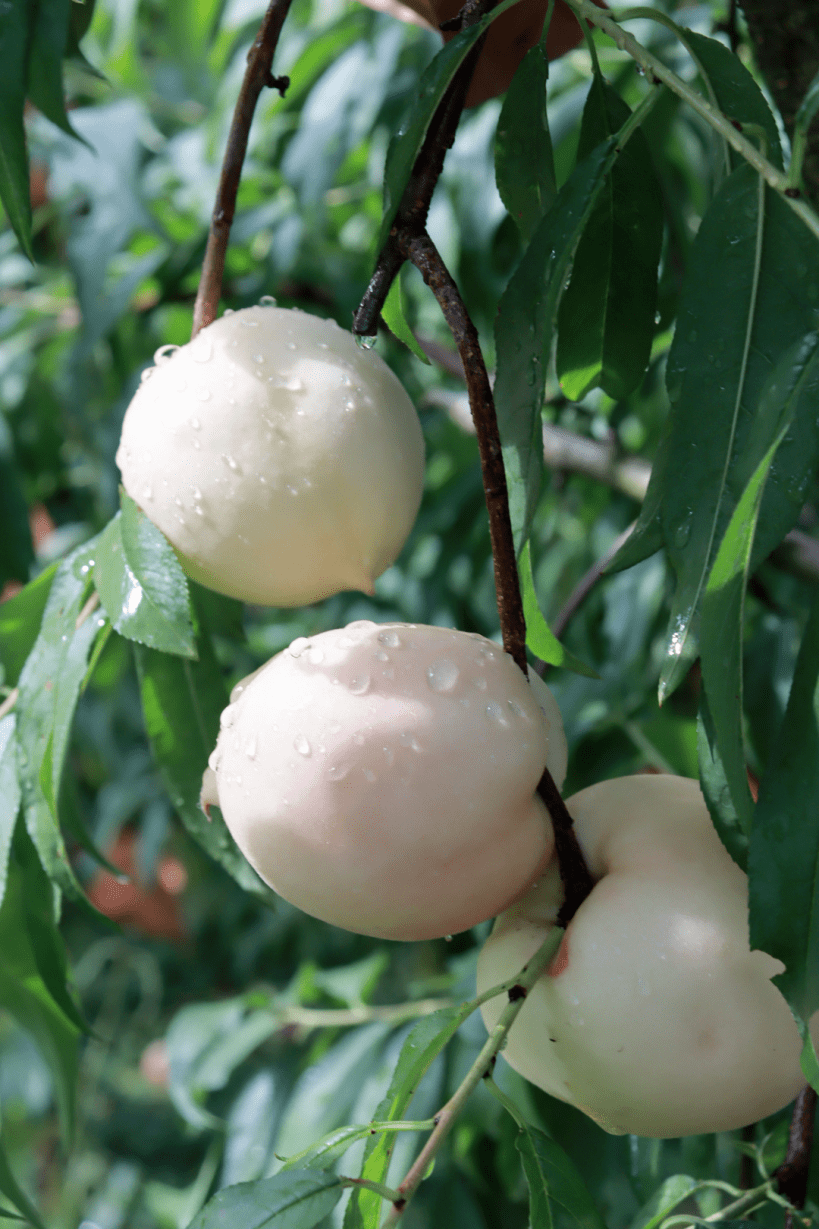 产业振兴白沙雪桃嘎嘣脆