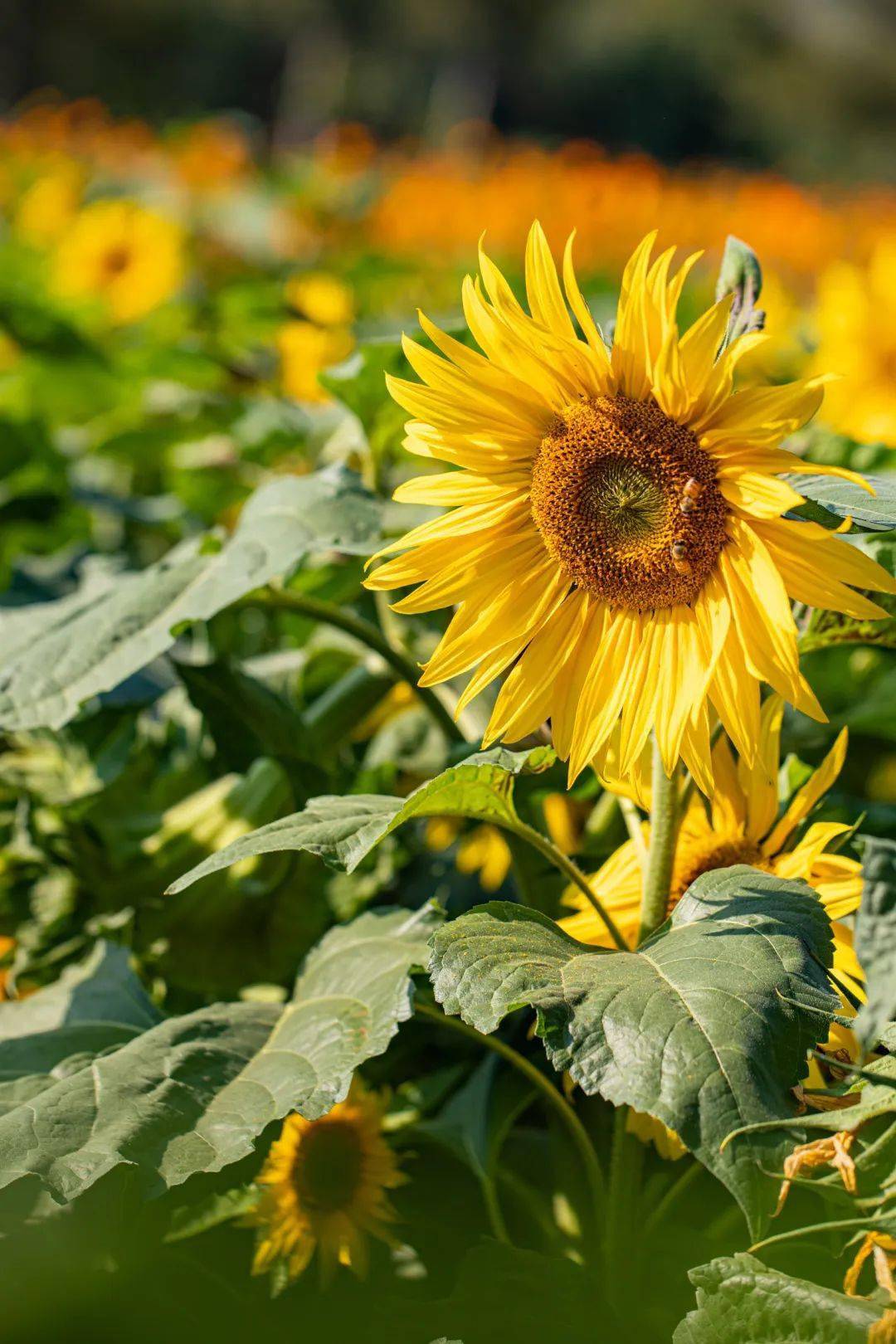 暑假去哪儿玩丨这些亲子游宝藏地好玩不累人_孩子_水果_展区