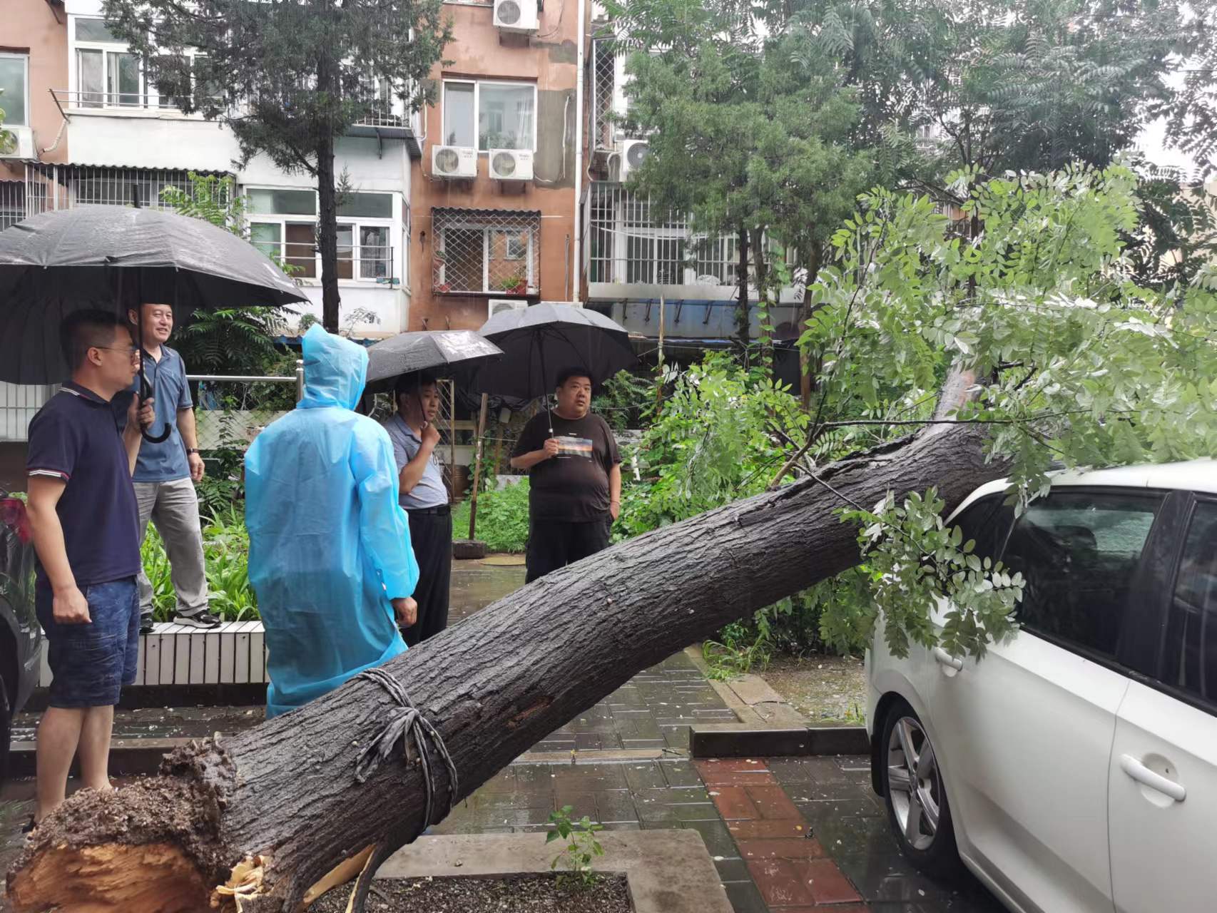 暴雨天树倒压车,石景山这个社区三小时内清理现场_进行_应急_八角街道