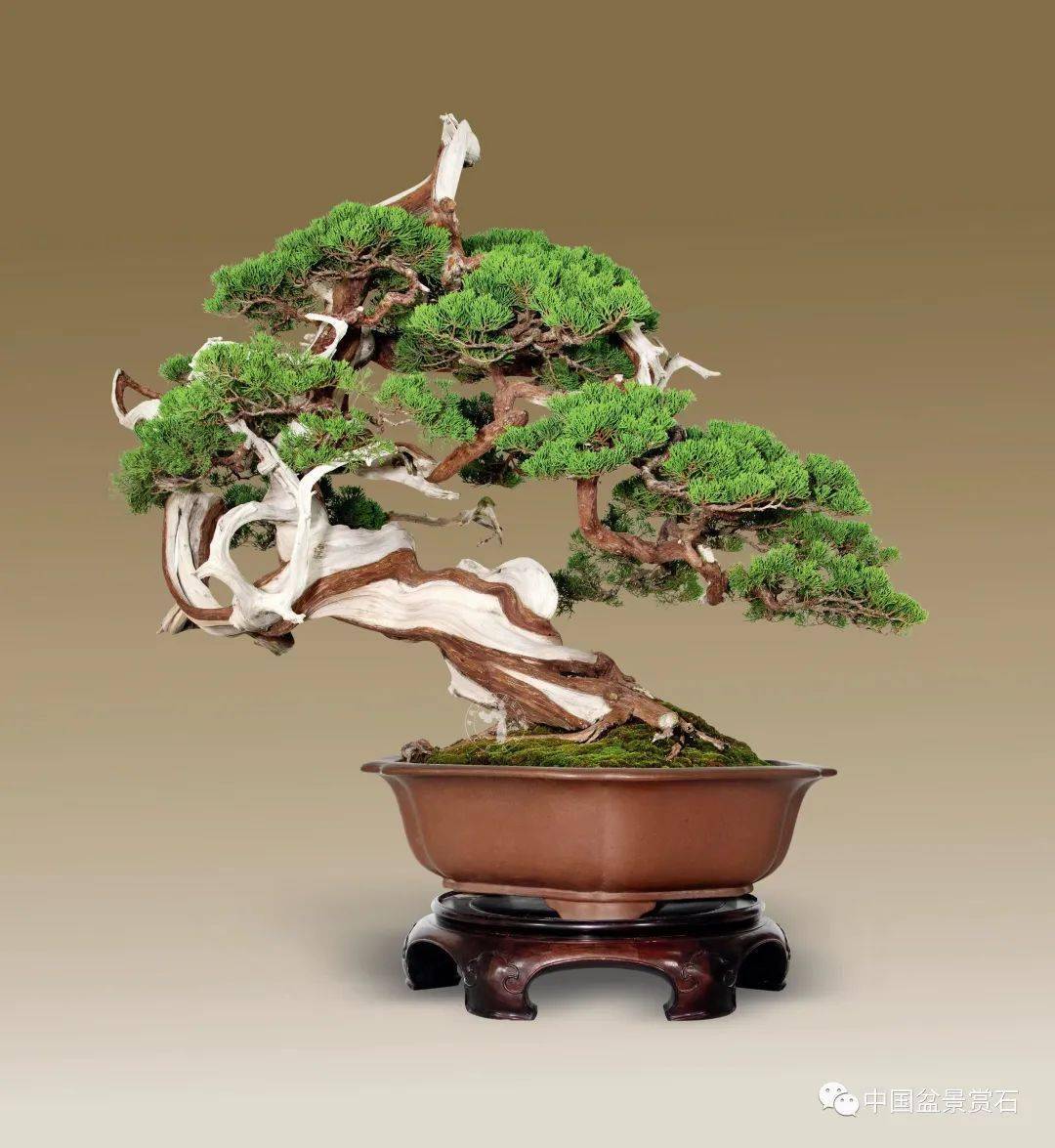 回顾| 2020中国尊中国盆景收藏家藏品国家大展作品群_cm_得分_真柏