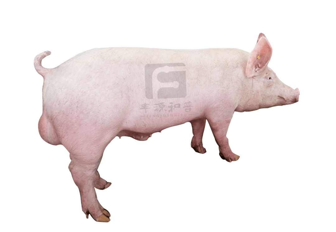 2020年11月丹凤托佩克种猪有限公司最新