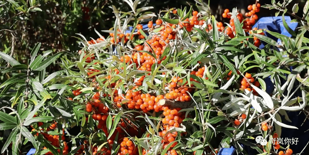 宋家沟景区,吴家庄旅游观光生态农业示范园等景区和岢岚原生态的绿水