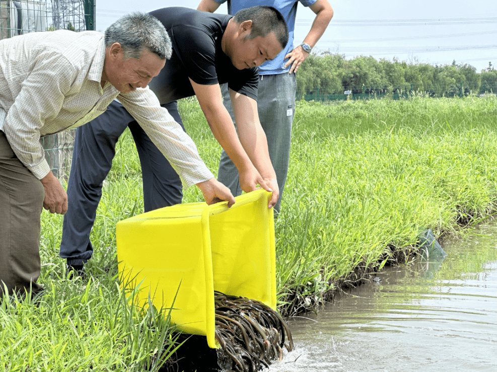 水稻田自然放养黄鳝图片