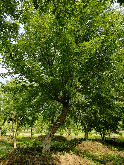 景观蒙古栎----老古树文冠果丛生茶条槭丛生金银木元宝枫水曲柳丛生