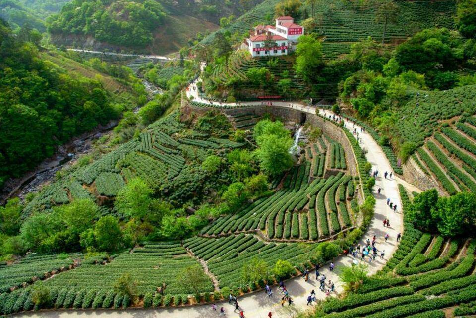 信阳浉河港茶山图片