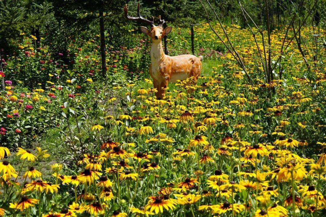 漫步积石山 与夏日的惬意撞个满怀_花儿_芍药_时光