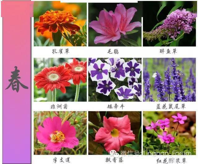 恽寿平：花卉八帧