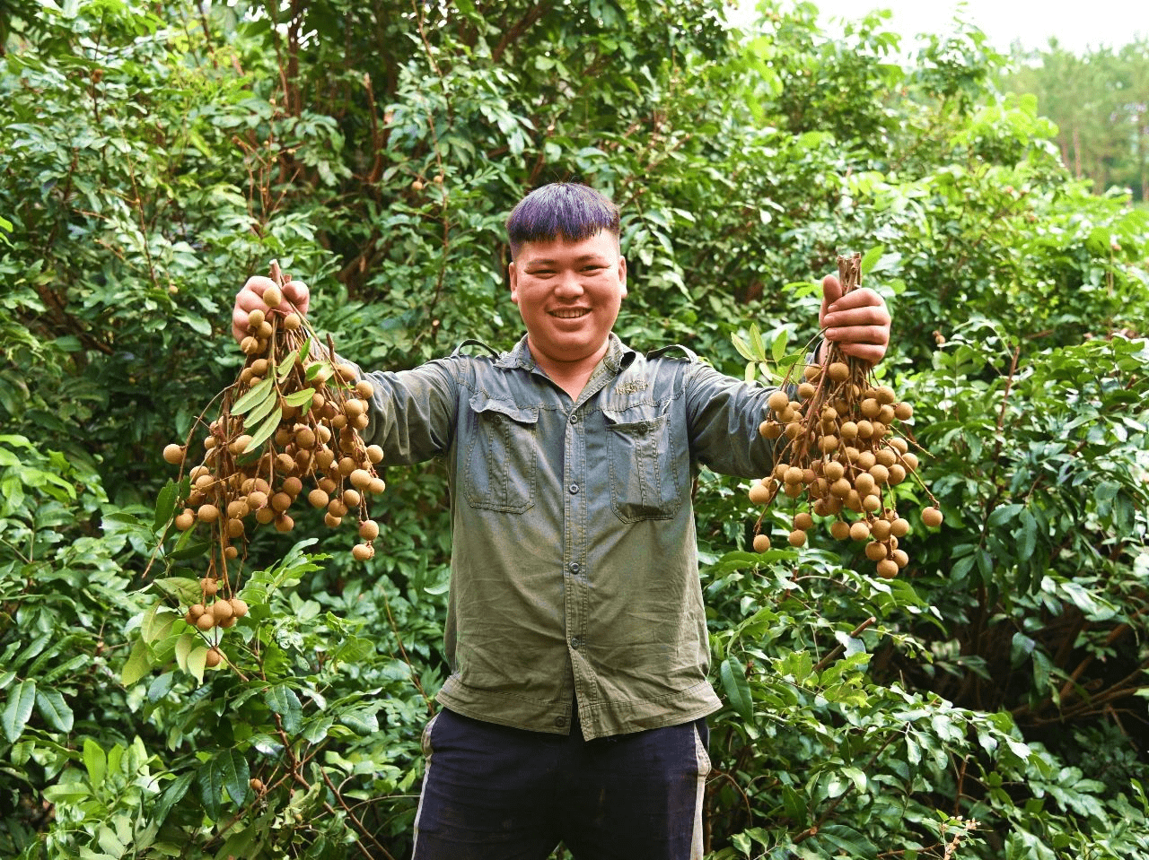 广西大新:龙眼喜丰收 果农笑开颜_种植_年产量_品种