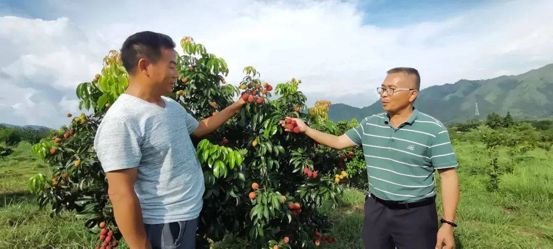 仙进奉荔枝几年可以挂果