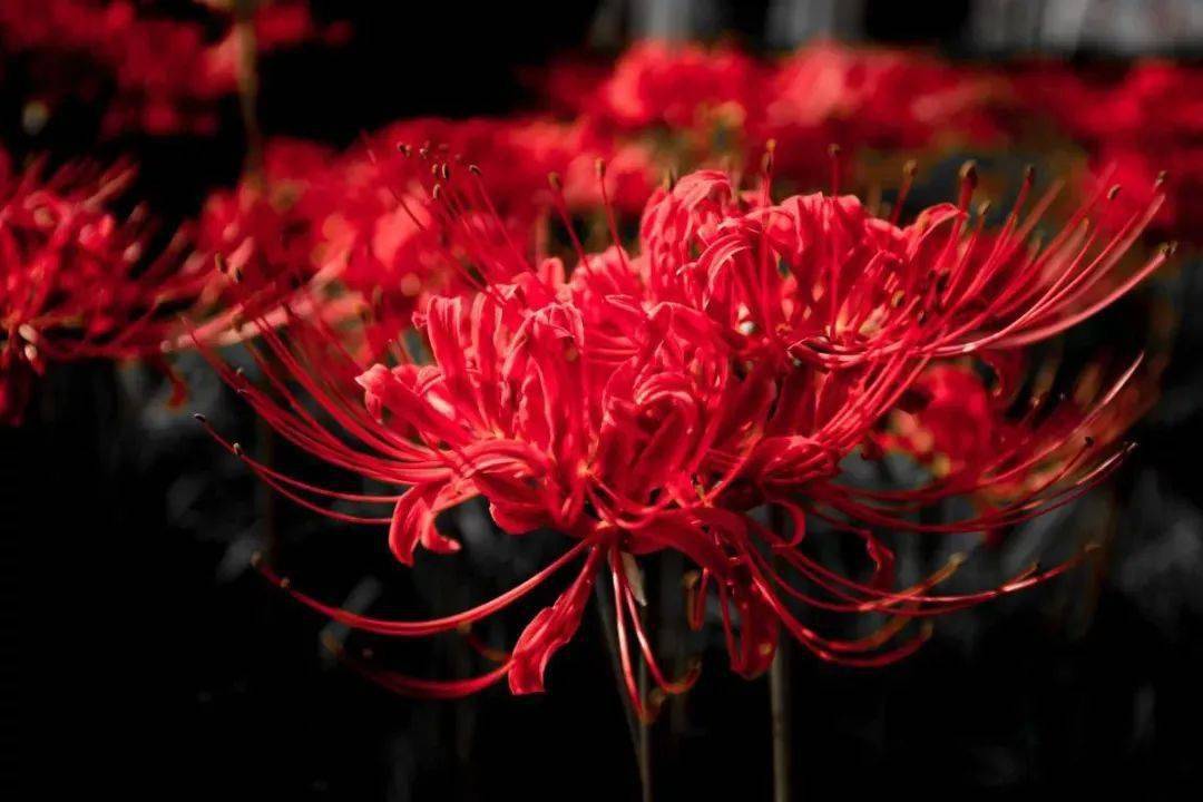 首届"永泉·忆江南彼岸花艺术节"摄影比赛等你来!_参赛_作品_小镇