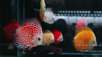 【蓬江风物】在街巷里,找到蓬江城央的迷你"海底世界"_伟宗_江门_花鸟